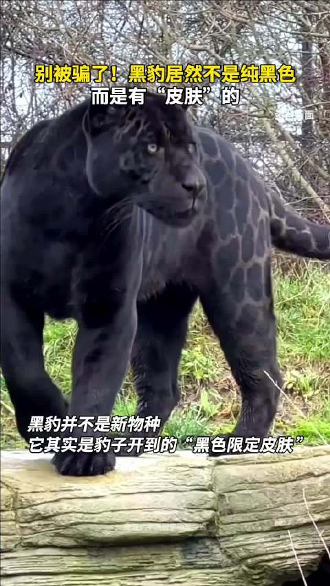 别被骗了！黑豹居然不是纯黑色，而是有“皮肤”的