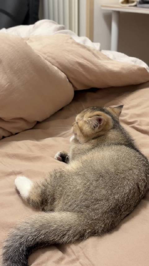 蛋仔乖巧不拆家，剪指甲配合获赞欧拉