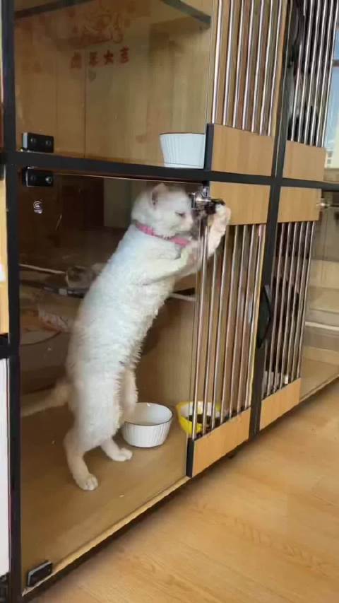 小猫每天在研究怎么越狱