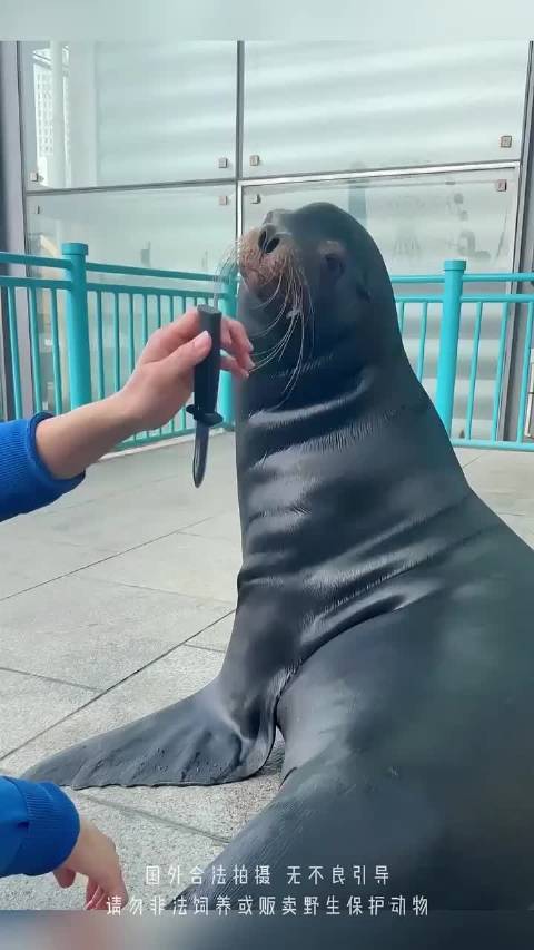 海狮，一个无法上吊的动物