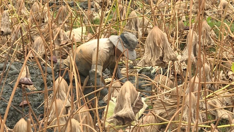 普定县水井村：荷香四季绕村寨 藕粉飘香富农家