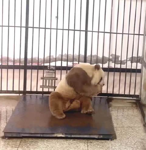 七仔：奶爸是不是又给我拿胡萝卜去了 来源：七仔和它的小伙伴们