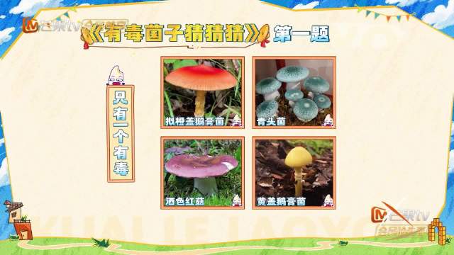 快乐老友有风季开播，治愈系厚米乐园引观众共鸣