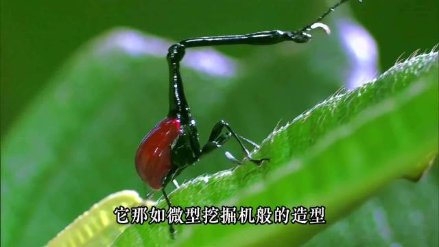 长颈鹿象鼻虫求偶筑巢，雌虫卷叶造十倍大巢穴
