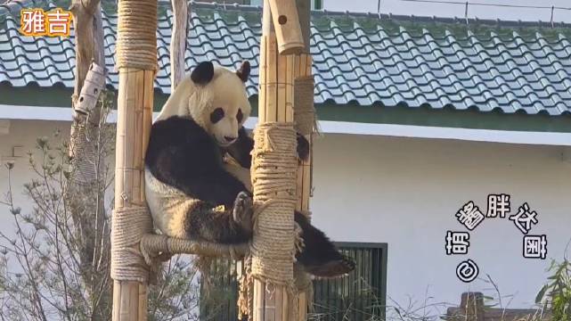 济南动物园大熊猫雅吉吃鸡腿笋挠脚萌态十足