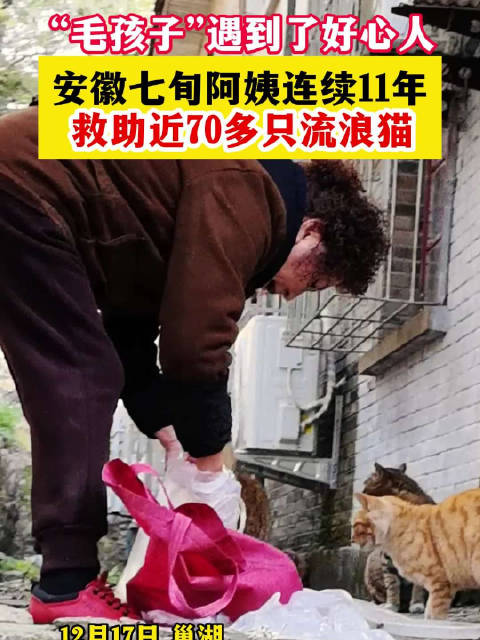 合肥七旬奶奶11年风雨无阻投喂流浪猫