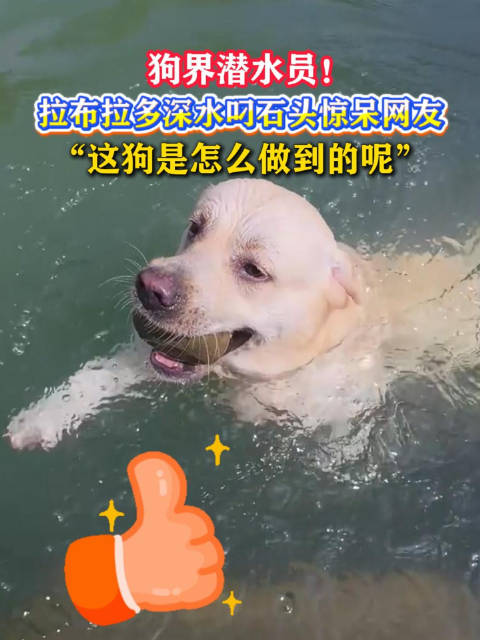 拉布拉多深水叼石头惊呆网友