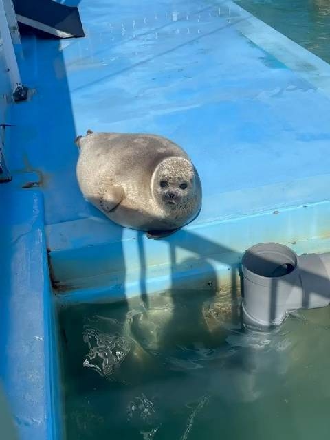 阳光下闪闪发光的环斑海豹Mashiro亮相