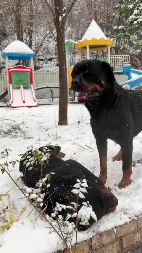 每次下雪黑豹都很兴奋，其它狗狗也都很喜欢下雪天
