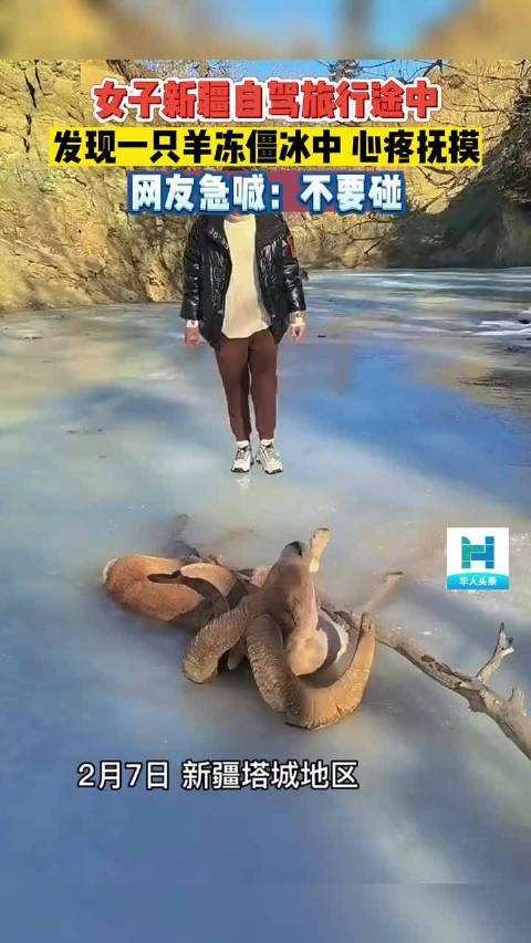 展开女子新疆自驾游，发现一只羊冻僵冰中，心疼抚摸，网友急喊：不要碰！