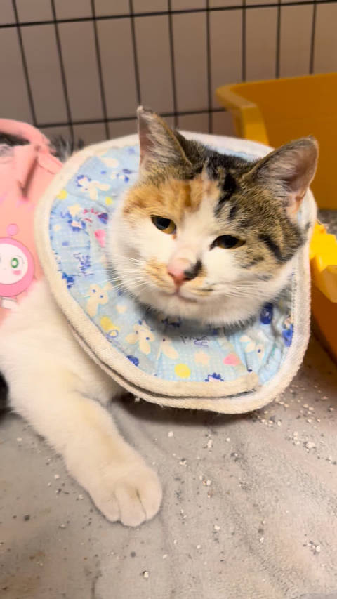 苗苗性格好训练脱敏，阿杜躲楼上避忙乱