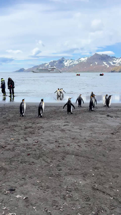 南乔治亚岛王企鹅数量锐减至16万对