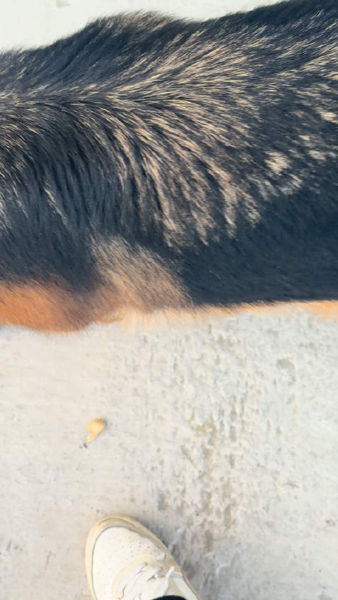 天天一口一个煤球，下一口超人，下一口咩咩，吃完你的吃她的，吃完她的吃你的