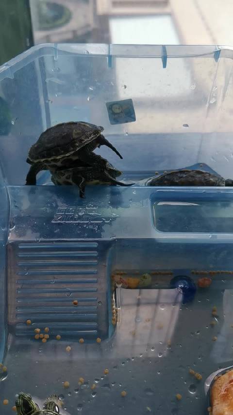 我家这一只叠一只 准备越狱的乌龟