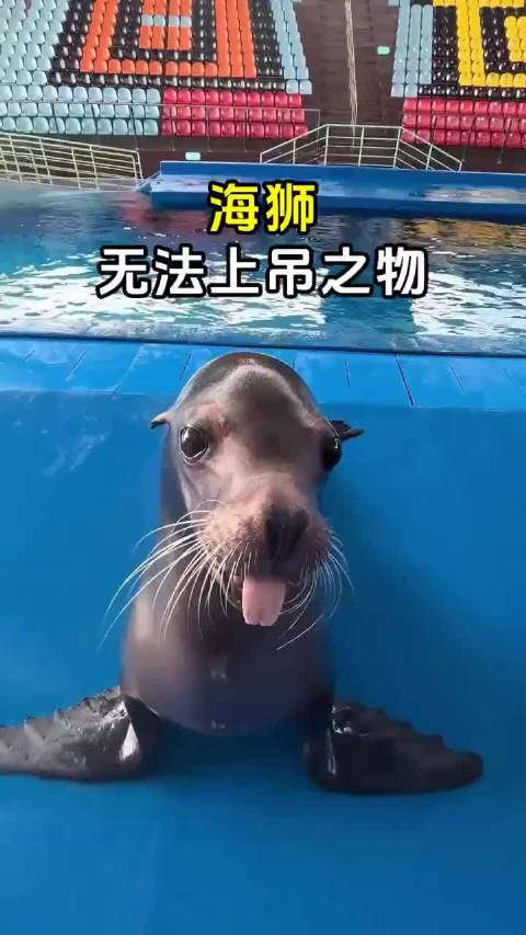 海狮，无法上吊之物