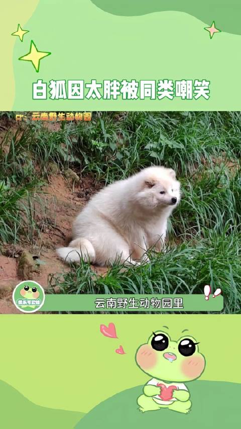 狐狸的笑声跟杰哥也好像