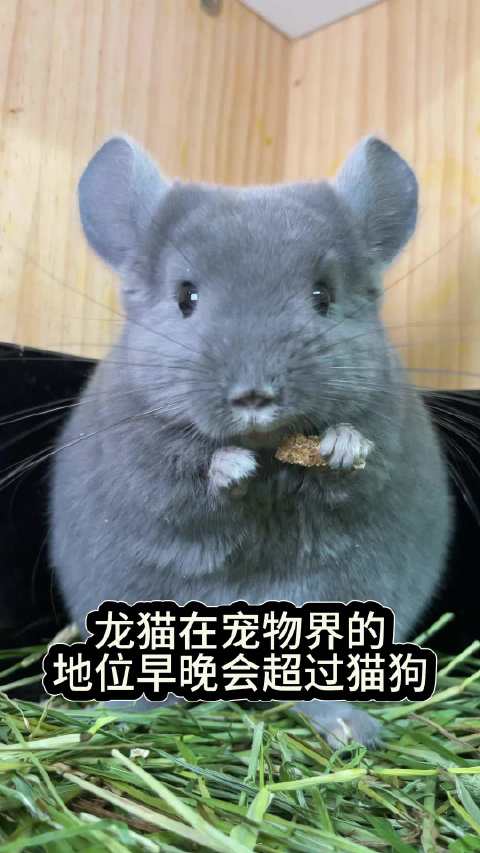 龙猫身上没有寄生虫 那猫狗呢