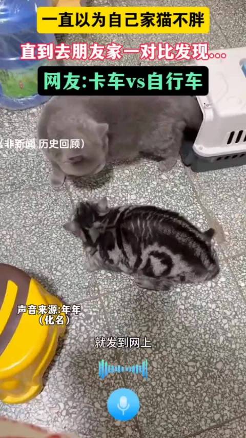 一直以为自己家猫不胖，直到去朋友家一对比发现，网友：卡车vs自行车