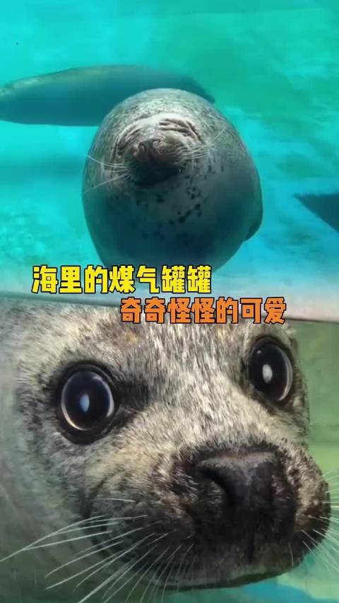 这海豹有病吧长这么可爱