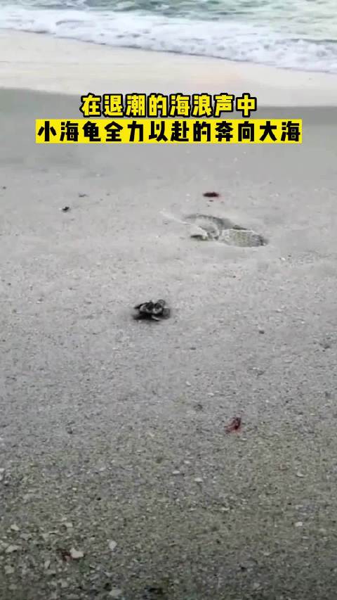 李现记录小海龟放生过程