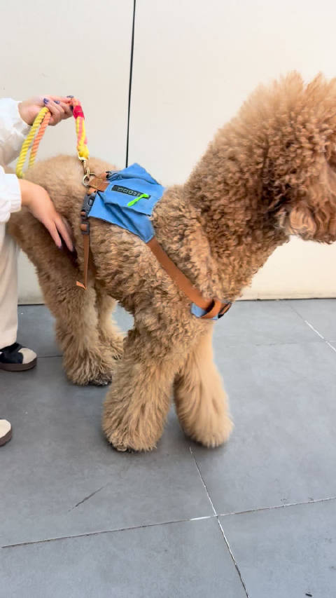 艾伦与法棍的冬日花束