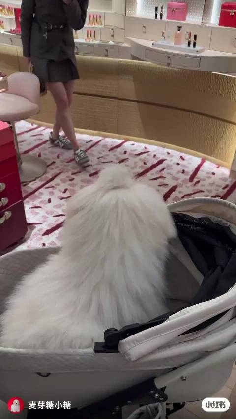 “它跟我儿子长得好像哦”“它好蓬松哦”，看见小动物就走不动路的麻麻