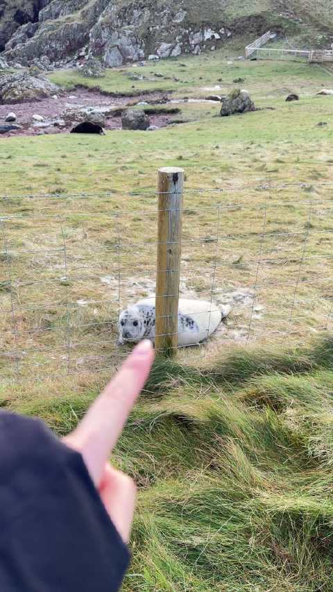 Berwick又有羊又有海豹又草甸又有海是怎样的一个妙地？！？！