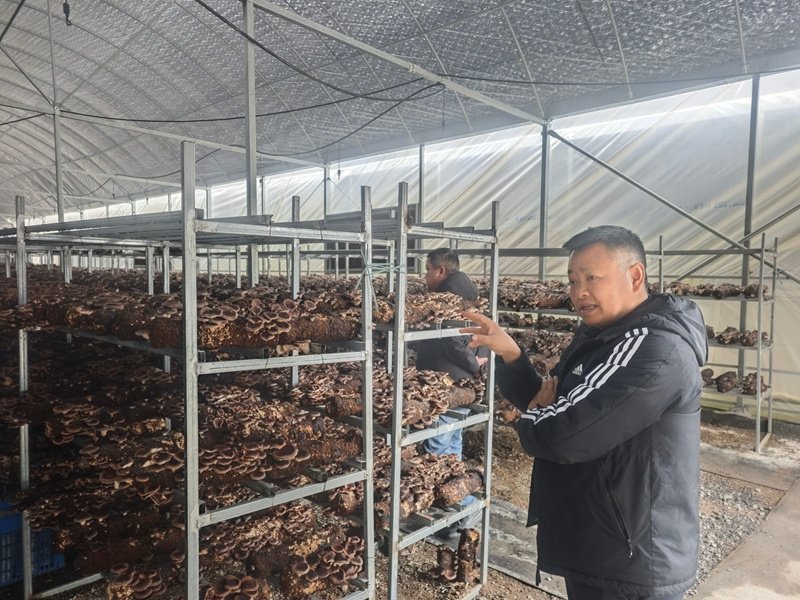 习水双龙：头茬马桑菌上市 请你当品鲜官