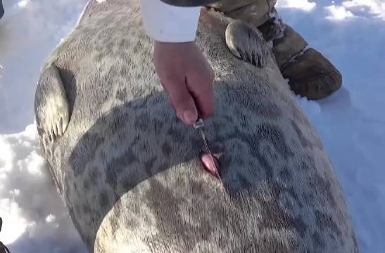 因纽特人在北极靠生吃海豹肉和鲸鱼肉生存