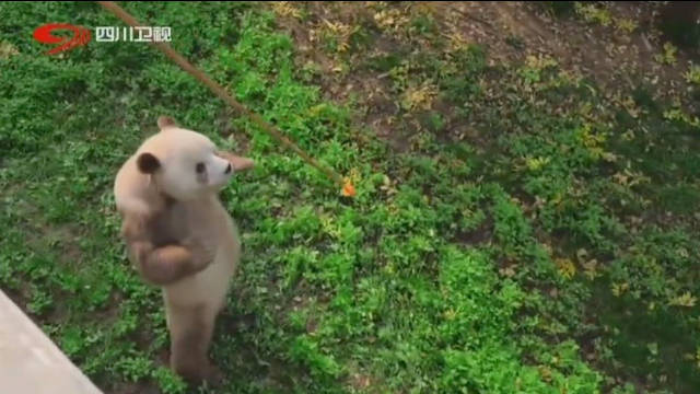 大熊猫七仔直立行走21步展现野性力量