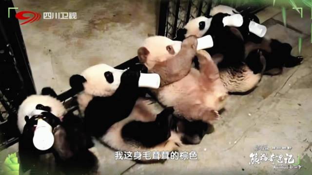熊猫七仔眼保健操萌态曝光