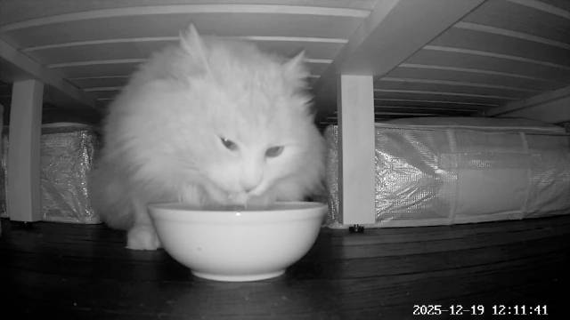 咪宝炫了一罐头， 卡车加油中，哈哈哈哈哈哈！