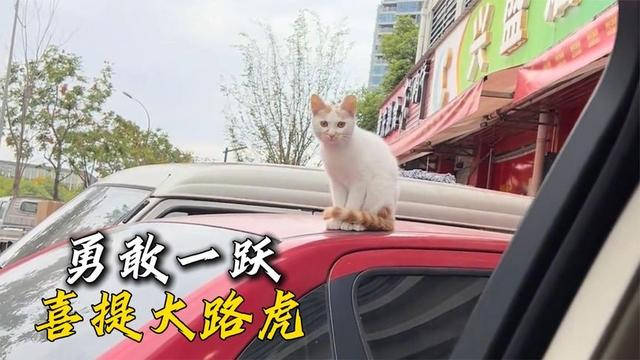 路虎大哥问猫咪要不要坐他的副驾驶 没想到猫毫不犹豫就跳了进去