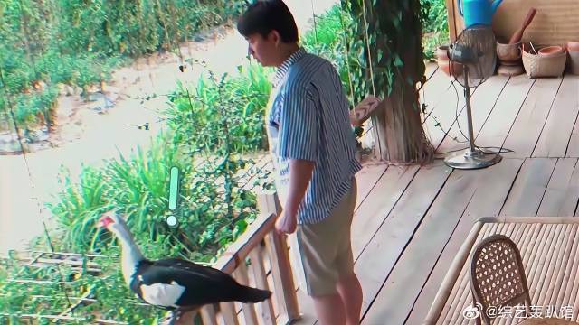 彩灯跟黄磊保持距离，黄磊疯狂试探，被玩坏了！