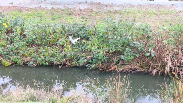 飞上去就是intel 停车场， 在大白鹭是过来视察的吗？