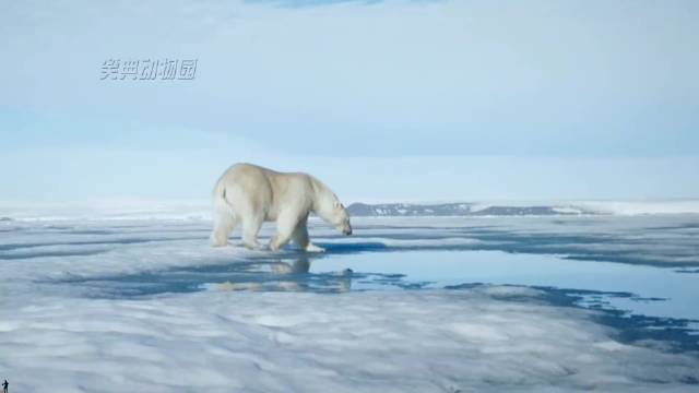 北极熊如何捕猎海豹哈哈哈哈哈哈