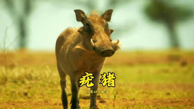 爱装杯的疣猪彭彭，一代人有一代人的动物世界！