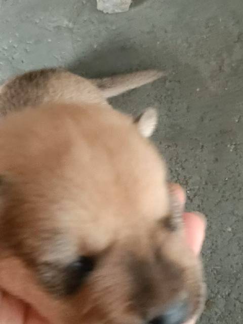 清理手机库存6小只出生的第16天还没开眼 还不会走路但会“越狱”找奶喝