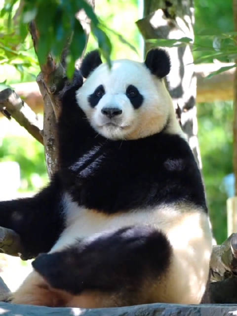 Biu Biu panda！用滑溜溜海豹舞打开汶川大熊猫！
