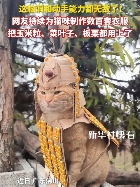 网友为猫咪制作数百套创意服装，玉米粒菜叶成材料