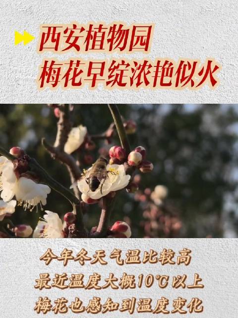 西安植物园梅花早绽浓艳似火