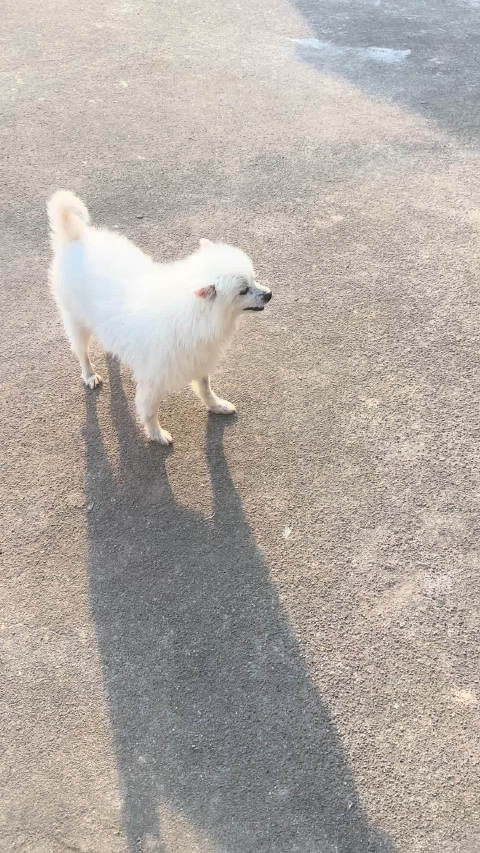 奔驰接送五小时往返诸暨，农村小狗棉花糖可爱出镜