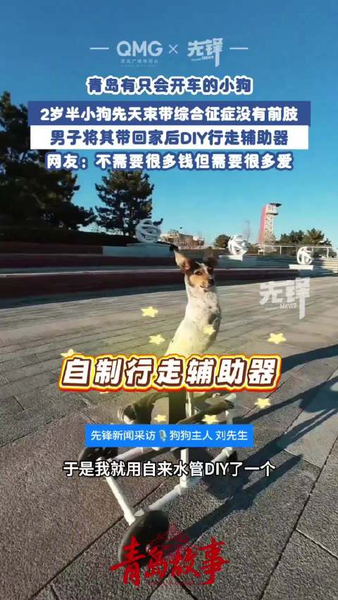 男子为无前肢小狗DIY辅助车