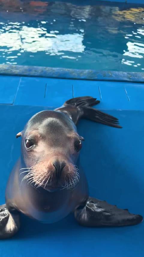 感觉这只海狮一直在挑衅