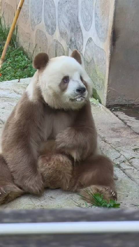 大熊猫七仔挑食，食物稍远就放弃进食