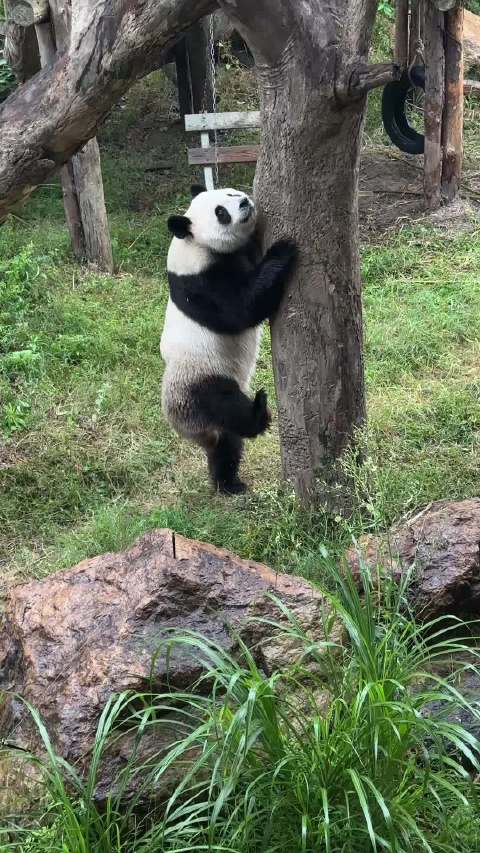 雅郡：我功夫熊猫的名号可不是说说的