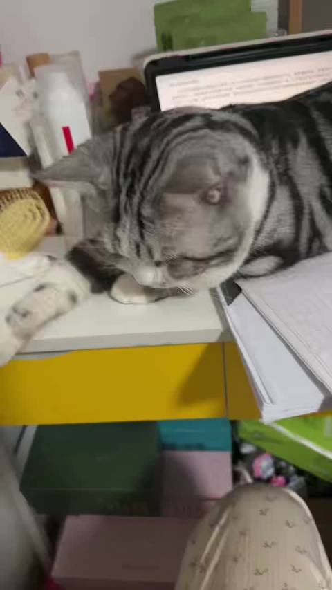 阻碍我学习的“拦路猫”