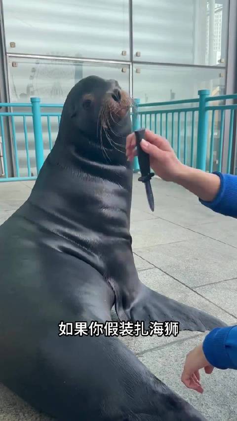 怎么区分海狮和海豹？