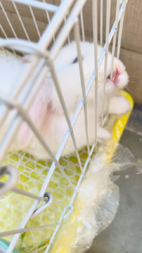 小兔兔频繁咬笼扒塑料试图越狱