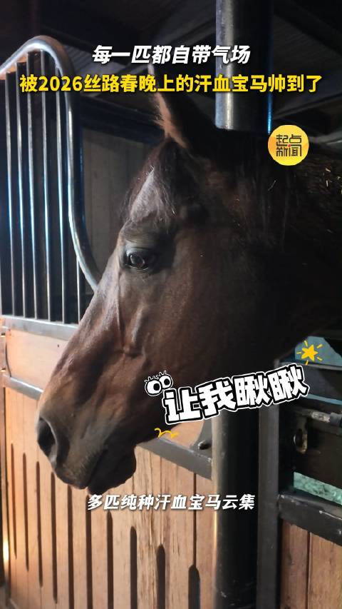 马力十足！与汗血宝马共舞是一种什么样的体验